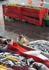 Poisson gratuit pour les chats