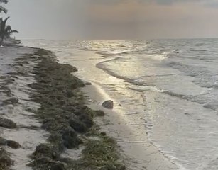 ¿Cómo afecta el sargazo a las costas de Yucatán? Esto se sabe