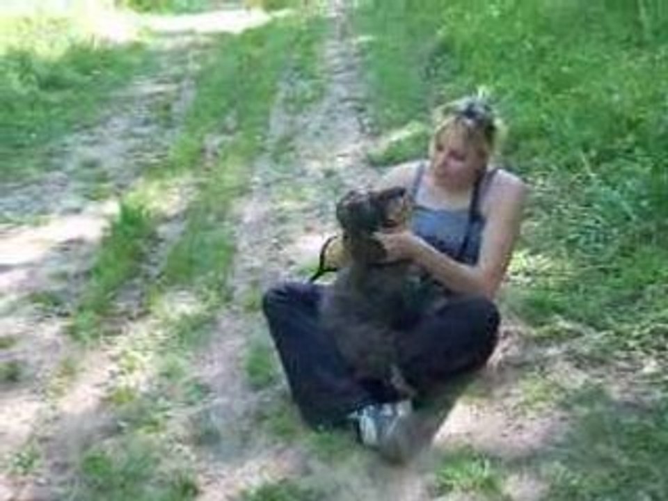 Anise calin 1