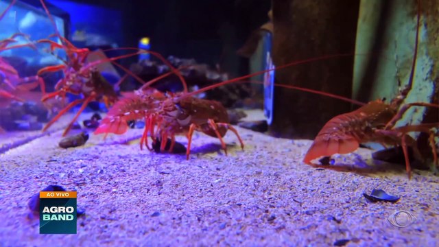 Giro Brasil: safra da lagosta no CE, algodão, exportações de mel