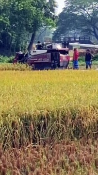 How to easily harvest rice using a rice harvesting machine