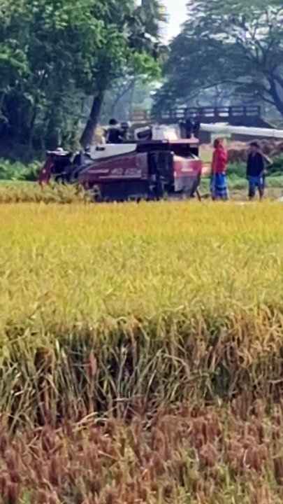 How to easily harvest rice using a rice harvesting machine
