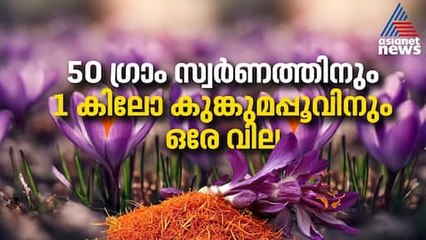 50 ഗ്രാം സ്വർണത്തിനും 1 കിലോ കുങ്കുമപ്പൂവിനും ഒരേ വില | Saffron