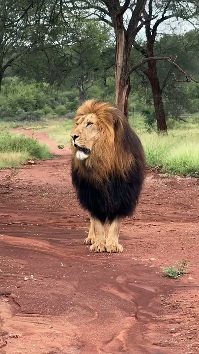These lions, specimens of health and stoutness, are truly impressive.