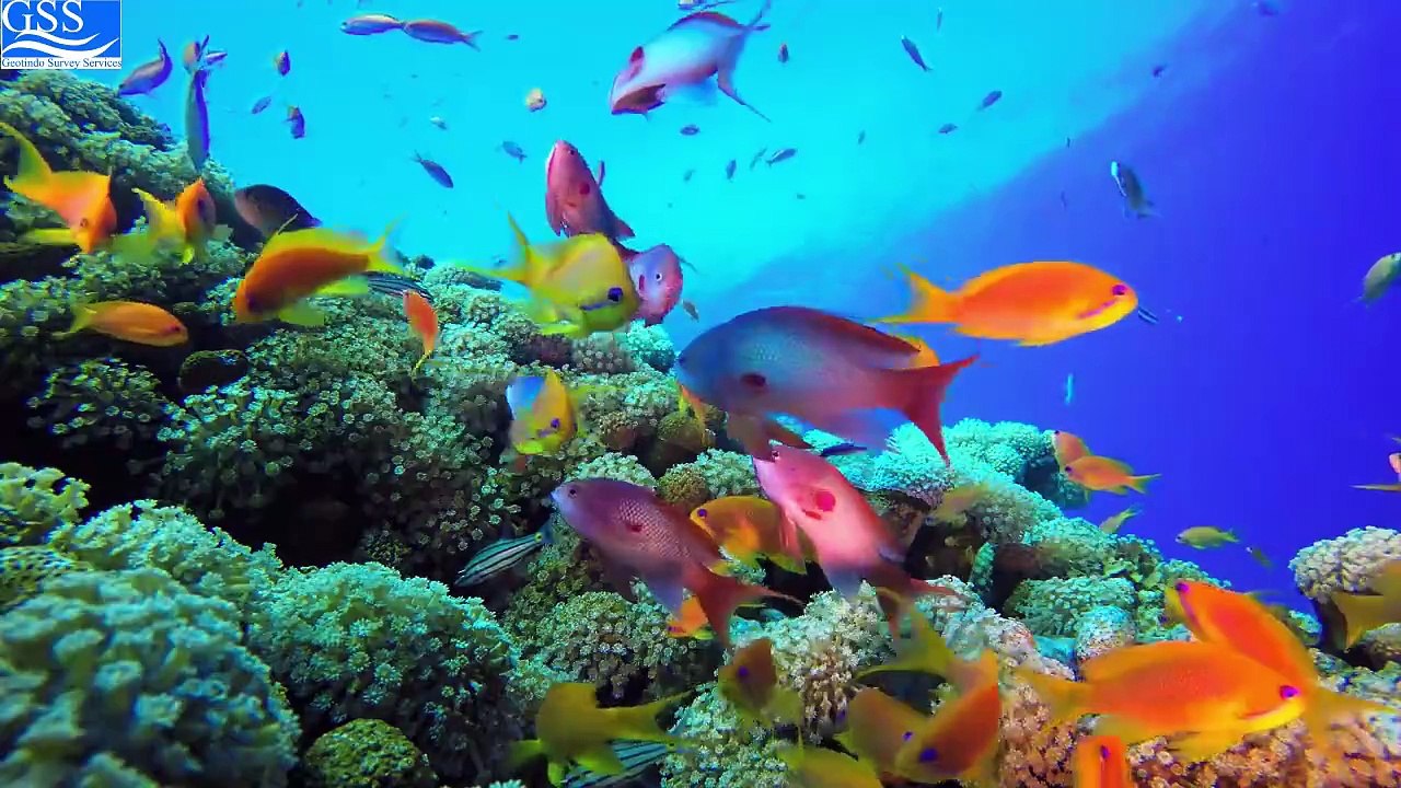 AMAZING UNDERWATER