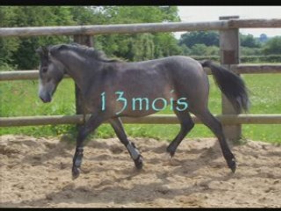 Shamrock 2ans