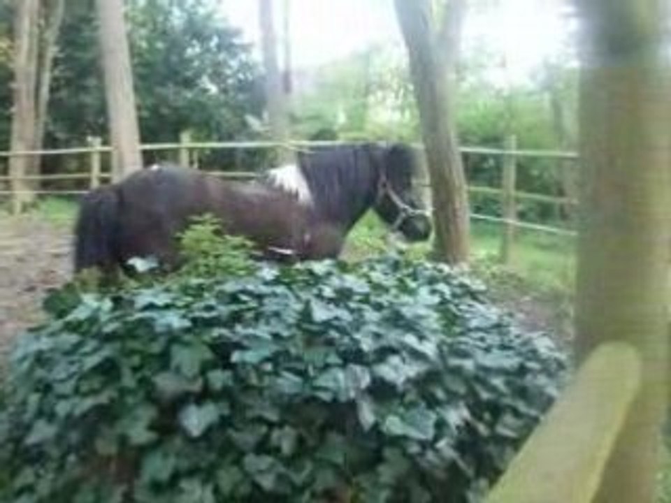 NOUGAT ET DOUDOU DANS LE PADDOCK!!!!!!