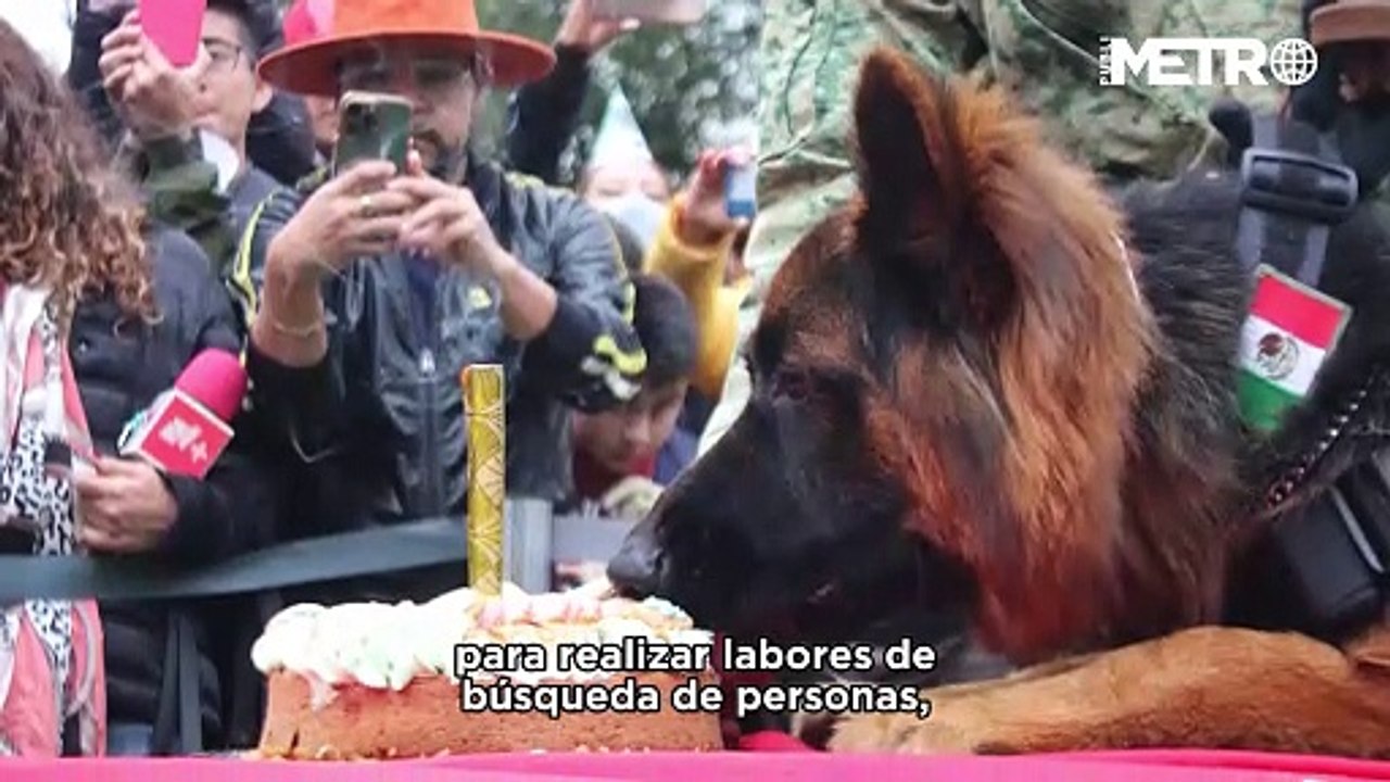 Arkadas, el pastor donado por Turquía, sorprende por sus habilidades de búsqueda