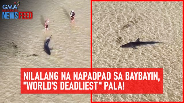 Nilalang na napadpad sa baybayin, world's deadliest pala! | GMA Integrated Newsfeed