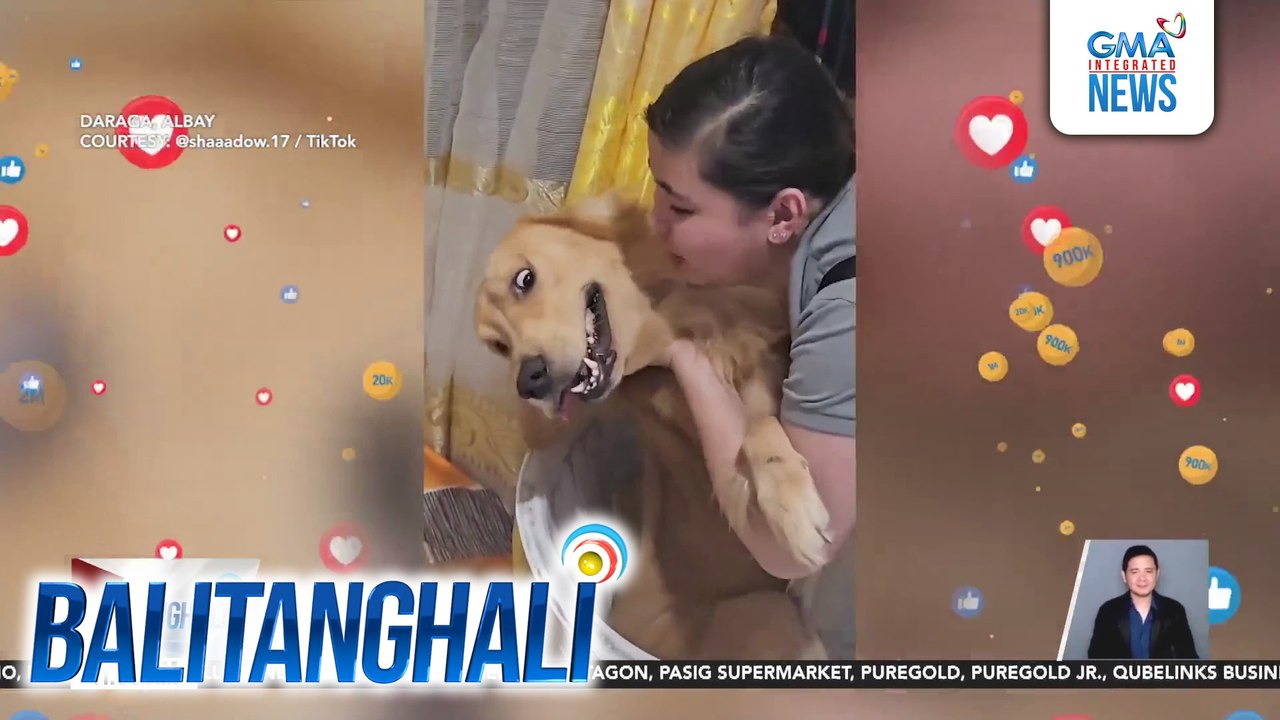 Golden Retriever, ayaw magpahalik sa fur tita dahil walang pasalubong ng chicken | Balitanghali