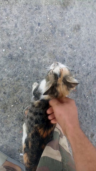 play time for cat Kedi İçin Oyun Zamanı🐈 Offical Video