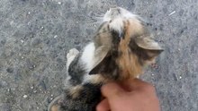 play time for cat Kedi İçin Oyun Zamanı🐈 Offical Video