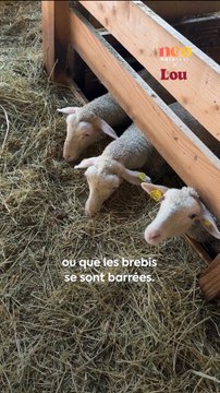 Cette bergère s'occupe d'un troupeau de brebis avec son petit garçon