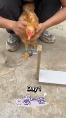 step to train your chicken to be Smart in 3 days #tricks