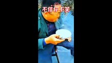 funny pets