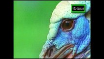 La Batalla de los Sexos en el Mundo Animal: Hembras exigentes - Documental (1999) - Español Latino - Episodio 2