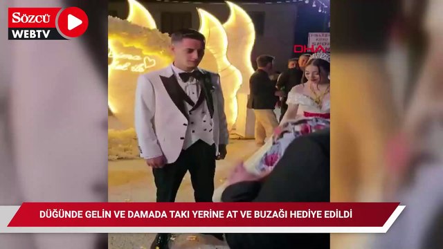 Düğünde gelin ve damada takı yerine at ve buzağı hediye edildi