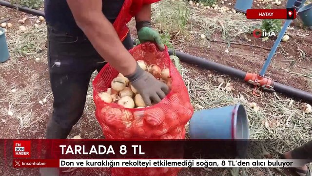 Don ve kuraklığın rekolteyi etkilemediği soğan, tarladan 8 TL’den alıcı buluyor