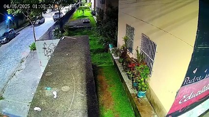 Abandono de animais é flagrado em bairro da Zona Norte do Recife