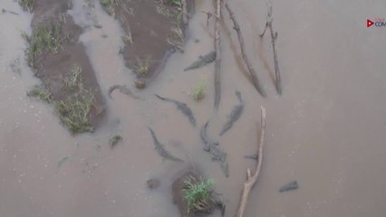 tn7-con-drones-una-planea-hacer-conteo-de-cocodrilos-060525