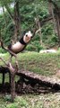 The daily life of pandas 🐼(75)   #Panda #Lovely