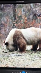 The daily life of pandas 🐼(76)   #Panda #Lovely