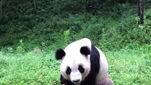 The daily life of pandas 🐼(74)   #Panda #Lovely