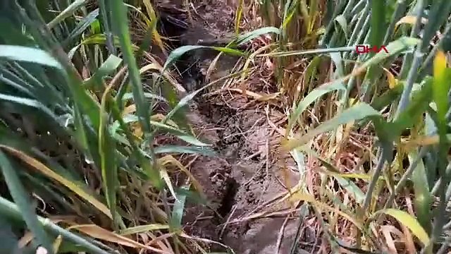 İstanbul ve çevresi için kırmızı alarm verildi: Tarihin en büyük kuraklığı başlıyor!