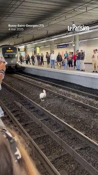 Un cygne se balade sur les voies et bloque la circulation du RER A