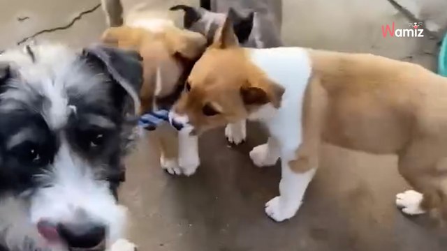 Une famille de chiens est trouvée errante dans la rue : son sauvetage va prendre une tournure inattendue