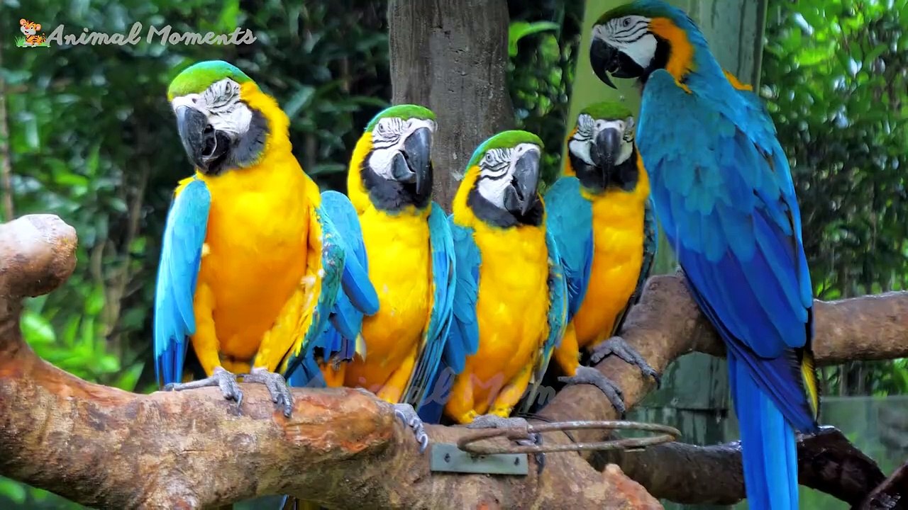 Animals Sounds of farm animals_ cow_ chicken_ buffalo_ sheep_ goat_ duck - Animal sounds