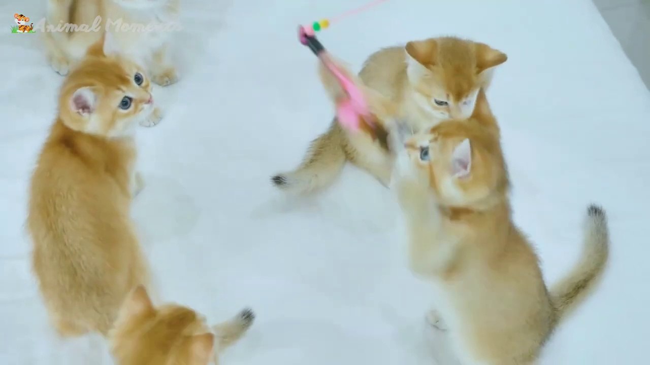 Funny animal moments_ dog sounds_ cow sounds_ cat sounds_ elephant sounds_ chicken sounds