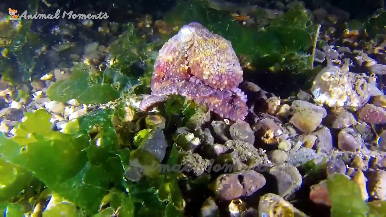 Animals Familiar animals_ chicken_ horse_ dog_ cow_ cat - Animal moment