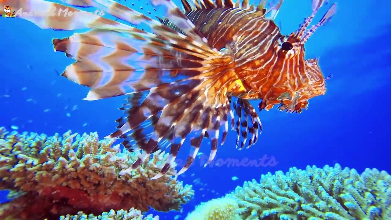 Animals The most naughty animals_ elephant_ dog_ monkey_ cat_  pig_ cow - Animal moments