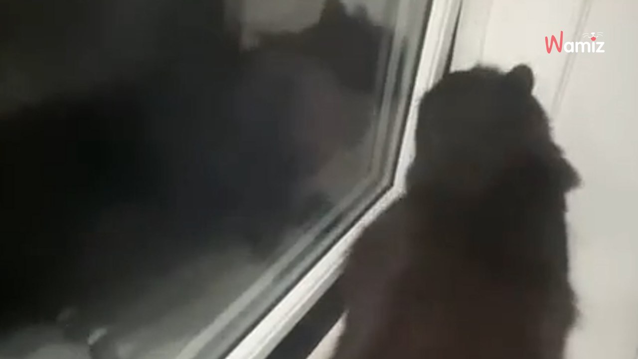 Elle dispute son fils qui ouvre sans cesse sa fenêtre : ce dernier accuse le chat, et elle découvre le pot aux roses (vidéo)