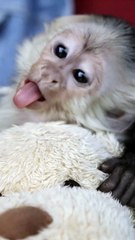 🐒 Baby Monkeys Take Over the Internet! 🥰 Unstoppable Cuteness Overload! ❤️