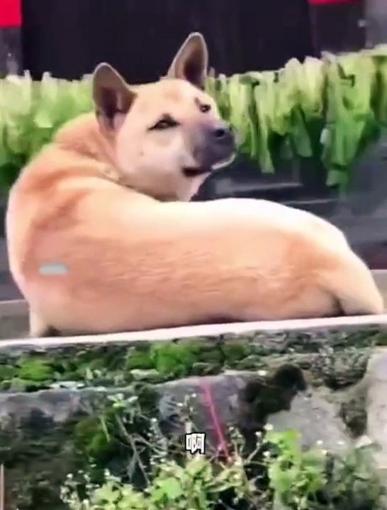Comrade, can you understand... You can even reply to me!