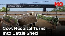 Inside Jhansi's 'hospital': Where patients are replaced by livestock