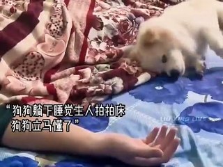 The differences between a silly dog and a smart dog