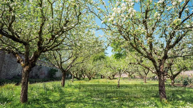 Apple Trees at Llanerchaeron, Ceredigion in May - National Trust images