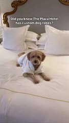Did You Know The Plaza Hotel Has Custom Dog Robes?