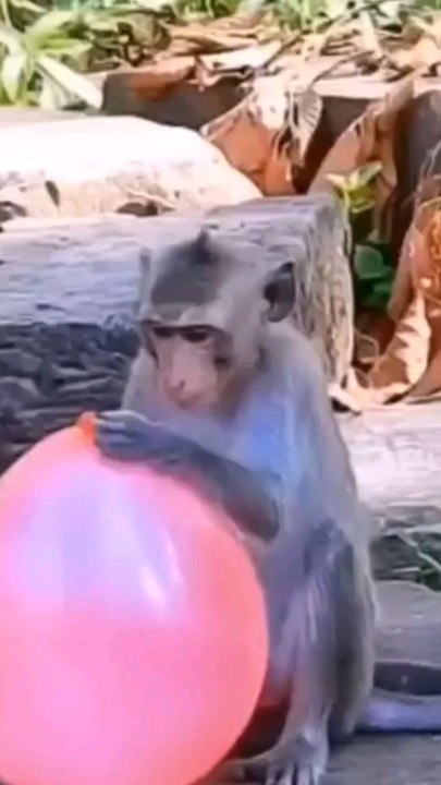 maymun balonu patlatinca