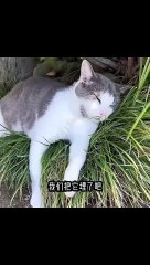 Paw-sitively Hilarious：Cats and Dogs That’ll Make