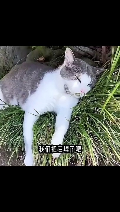 Paw-sitively Hilarious：Cats and Dogs That’ll Make