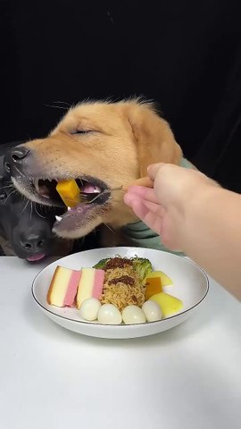 Cat new videos intellement funny new video