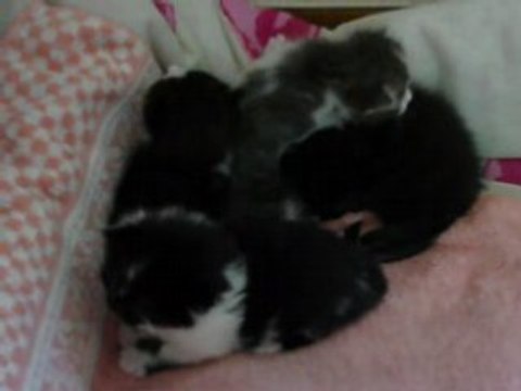 Chatons a 16 jours