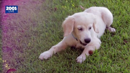 ¡Cuidado! 7 alimentos tóxicos que jamás debes darle a tu cachorro