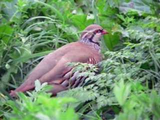 Conte kabyle: Tayazit akd t'sekkurt