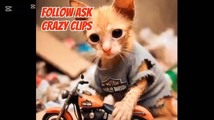 A LITTLE CAT HARD WORK!ASKCRAZY CLIPS