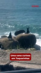 Dança nas pedras de Taquarinhas vira hit na internet
